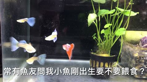 孔雀魚要養幾隻